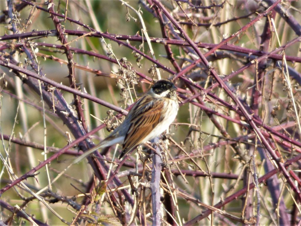 Migliarino di palude (Emberiza schoeniclus)